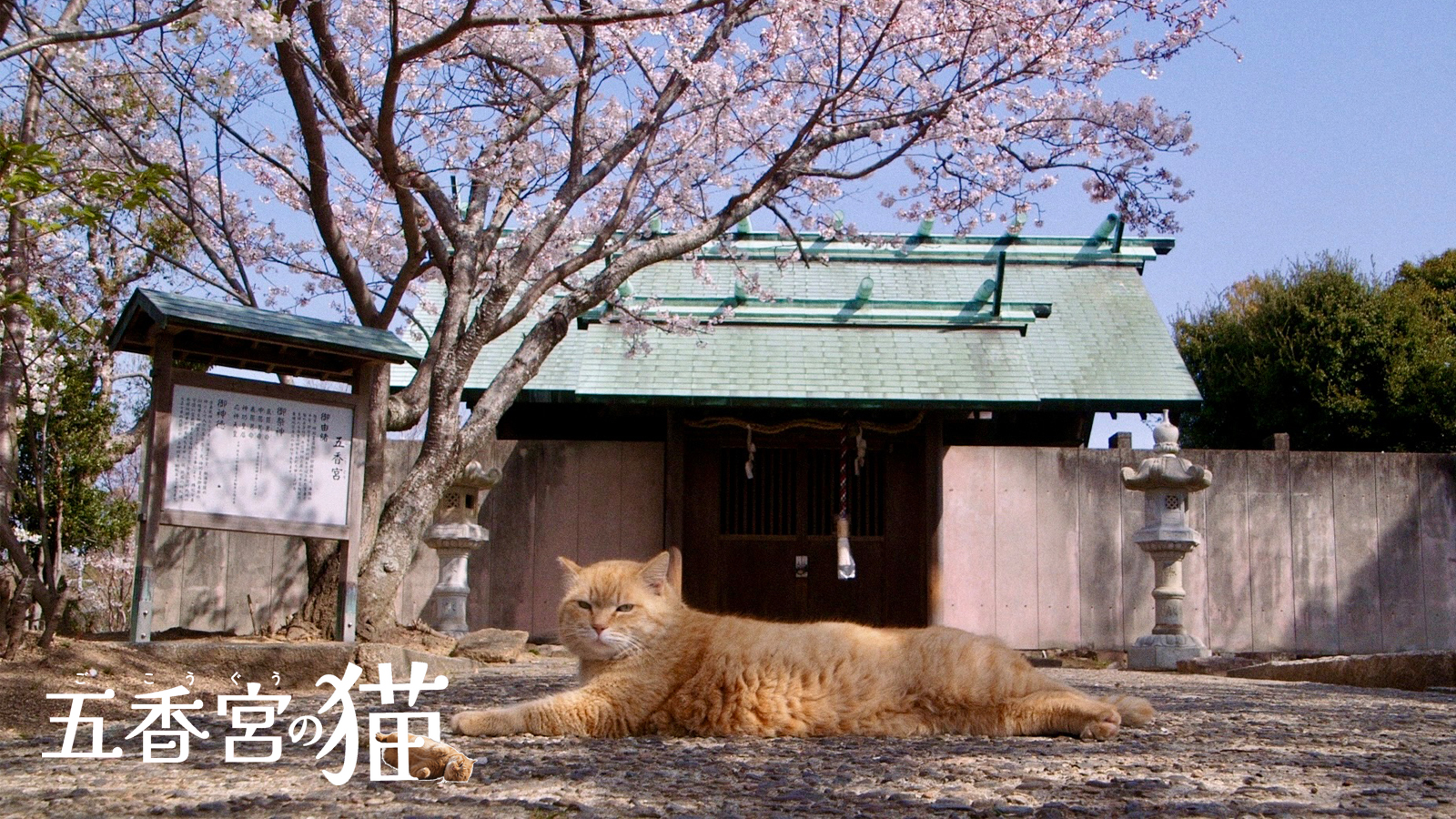 五香宮の猫