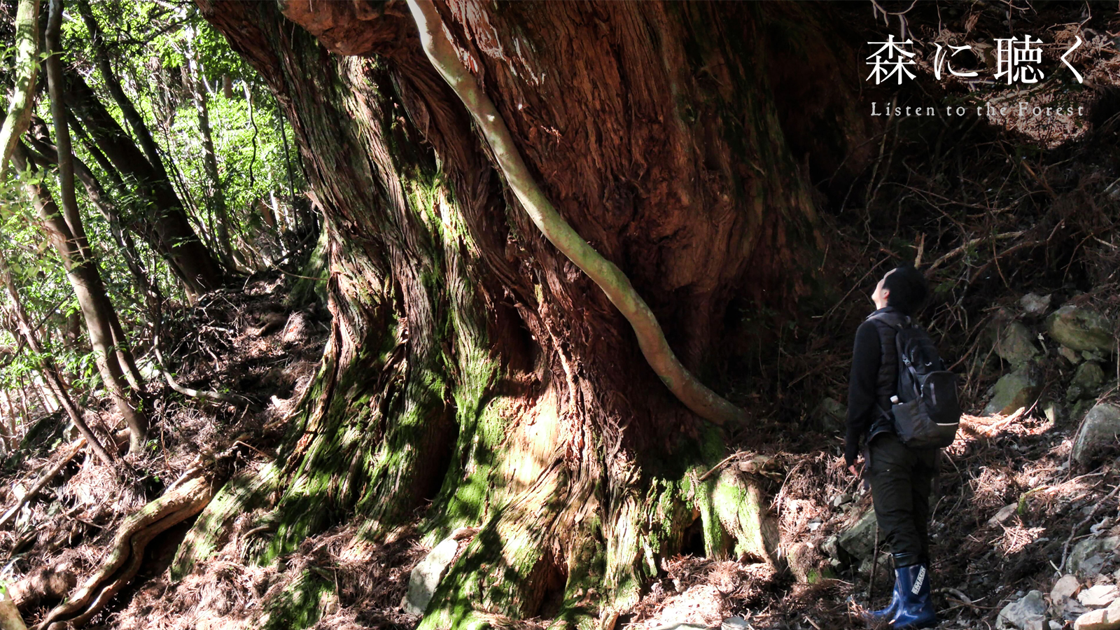森に聴く